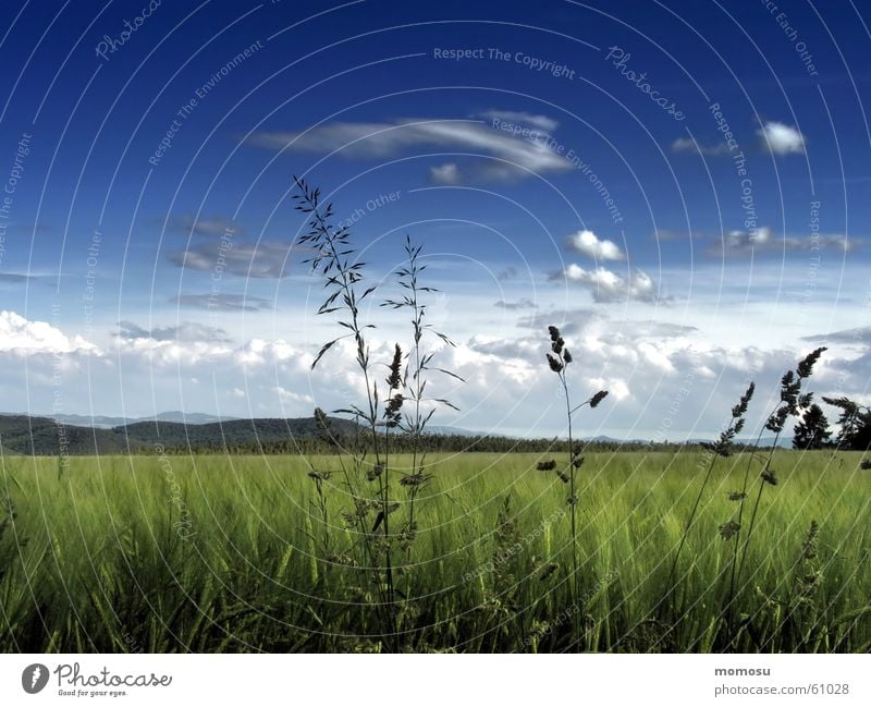 Abendwiese Wiese Feld Wolken Frühling Sommer Gras Licht Himmel Schatten Landschaft