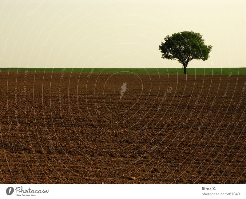 Einsamer Baum 2 Feld Einsamkeit Niederrhein Natur Himmel Erde