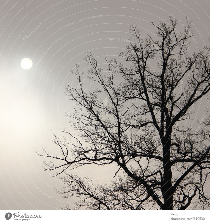 es wird.... Umwelt Natur Pflanze Himmel Wolken Sonne Winter Baum leuchten stehen Wachstum authentisch außergewöhnlich dunkel kalt natürlich rund grau schwarz