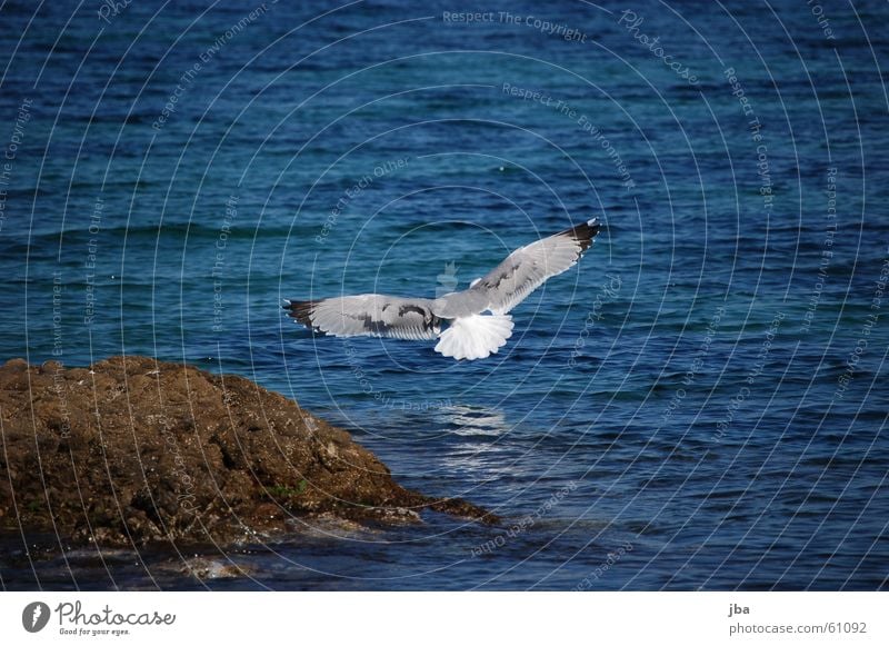 Abflug! Möwe Meer Reflexion & Spiegelung Ferne Tier Spannweite Schnabel Schwanz schwarz weiß fliegen Luftverkehr Flügel Stein Wasser Auge Himmel blau