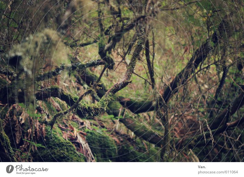 Schatz, hol schomma die Machete raus Natur Pflanze Baum Sträucher Moos Farn Ast Wald Wachstum grün Urwald eng Unterholz Farbfoto Gedeckte Farben Außenaufnahme