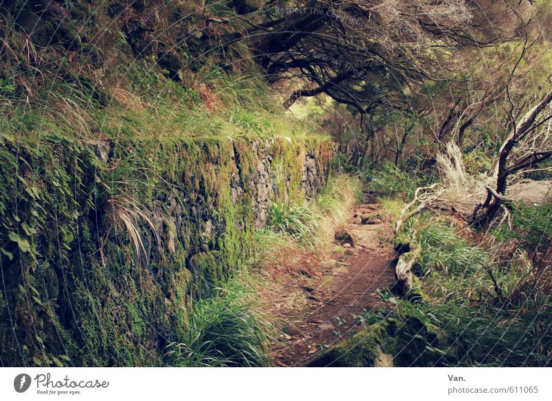 My Way Ferien & Urlaub & Reisen wandern Natur Pflanze Baum Gras Sträucher Moos Wald Mauer Wand Wege & Pfade braun grün bewachsen eng mystisch Farbfoto