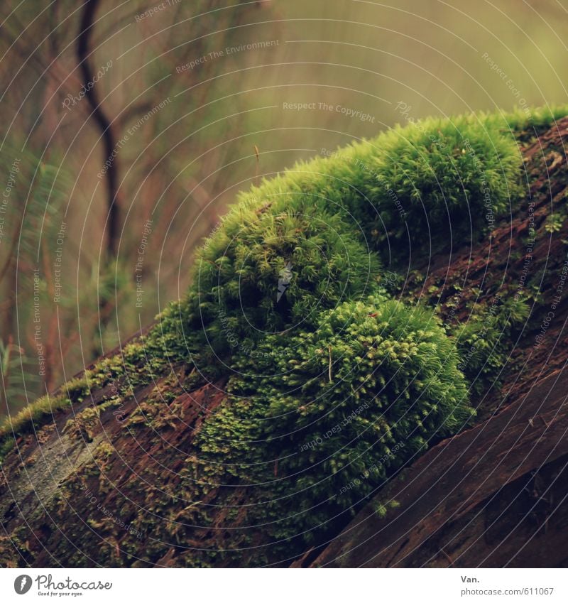 weich Natur Pflanze Baum Moos Ast Wald braun grün Farbfoto mehrfarbig Außenaufnahme Nahaufnahme Detailaufnahme Menschenleer Tag Schatten Lichterscheinung