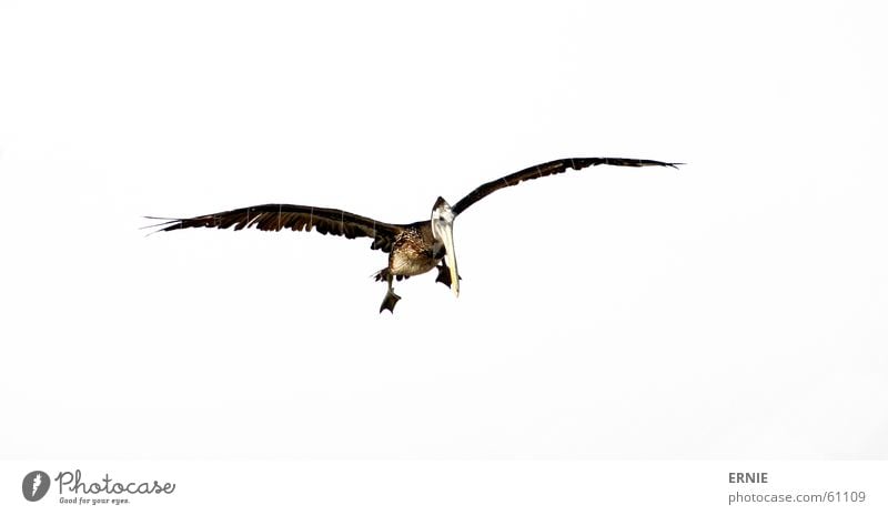 touch the sky Vogel Pelikan Chile Arica Meer weiß Luft Geschwindigkeit defäkieren Norden fliegen Flügel Feder Himmel Fuß Kontrolle