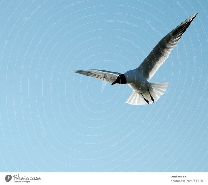 Lachmöwe #2 Möwe Wachsamkeit füttern Tier Vogel Meer Erholung Himmel fliegen Freiheit Nordsee beobachten