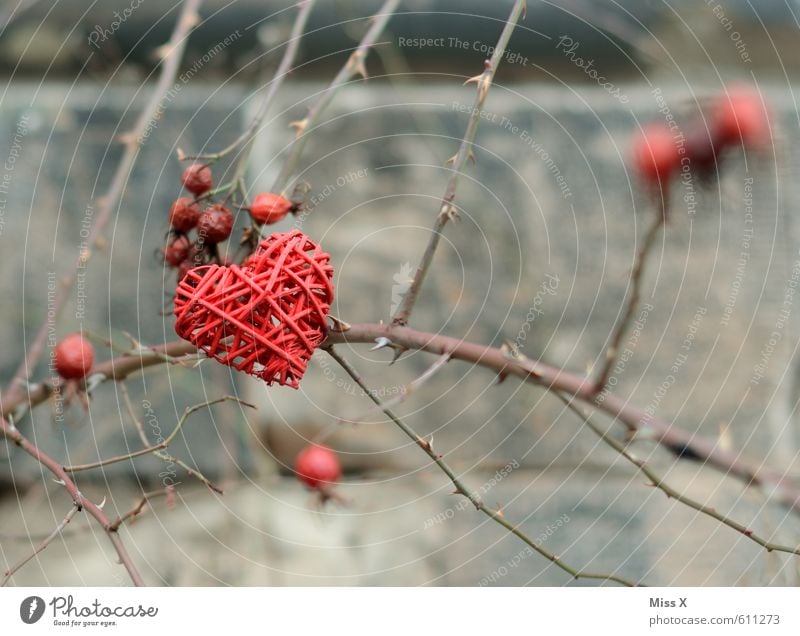 Dornenherz Dekoration & Verzierung Valentinstag Sträucher Rose stachelig Gefühle Stimmung Liebe Verliebtheit Romantik Liebeskummer Eifersucht Liebesaffäre Herz