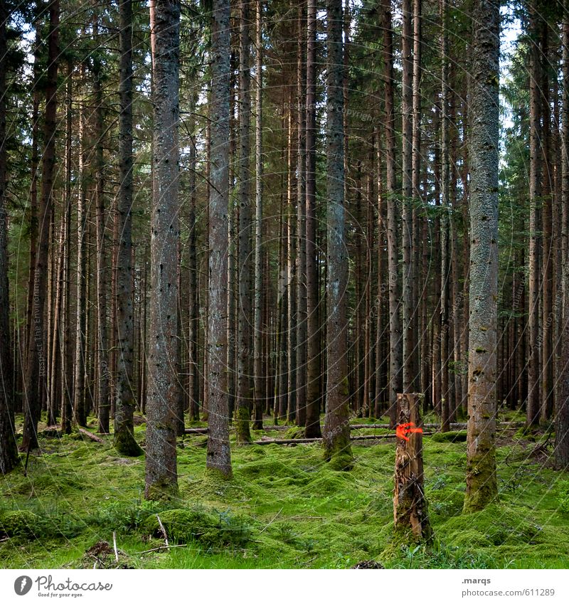 Hinweis Ausflug Umwelt Natur Erde Sommer Baum Nadelbaum Baumstamm Wald Zeichen Pfeil einfach nachhaltig natürlich viele Stimmung Farbfoto Außenaufnahme