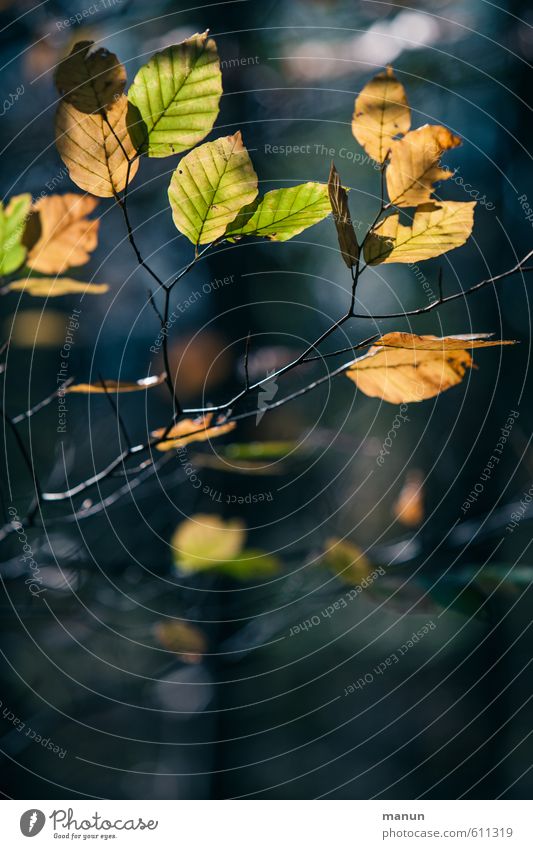 Hell-Dunkel-Kontrast Umwelt Natur Landschaft Herbst Blatt Wildpflanze herbstlich Herbstlaub Herbstfärbung Herbstbeginn Herbstwald natürlich blau braun gelb gold