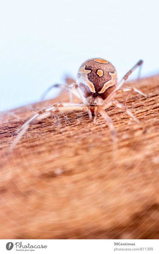 Exotische Spinne Tier Wildtier 1 Holz bedrohlich braun gelb Abenteuer Aggression Farbfoto Makroaufnahme Schwache Tiefenschärfe