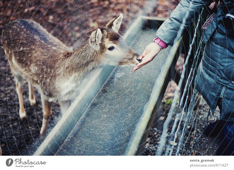 Fütterungszeit Freizeit & Hobby Spielen Ausflug Abenteuer Tier Wildtier Tiergesicht Zoo Streichelzoo 1 Tierjunges füttern ästhetisch wild Idylle Reh Gitter Zaun