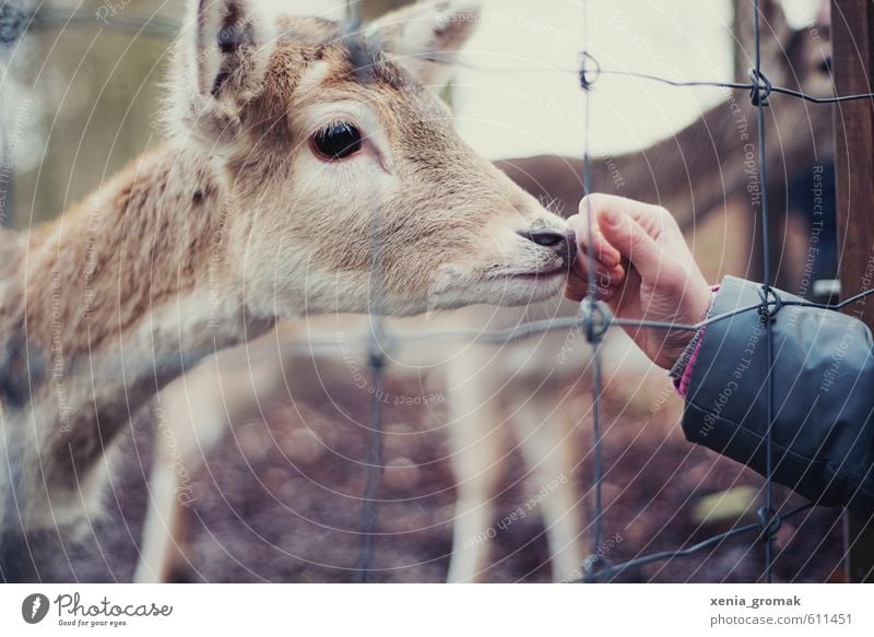 Rehkitz Freizeit & Hobby Spielen Ausflug Umwelt Natur Tier Wildtier Tiergesicht Zoo Streichelzoo 1 Tierjunges Rost Fressen füttern ästhetisch Tierliebe Rehauge