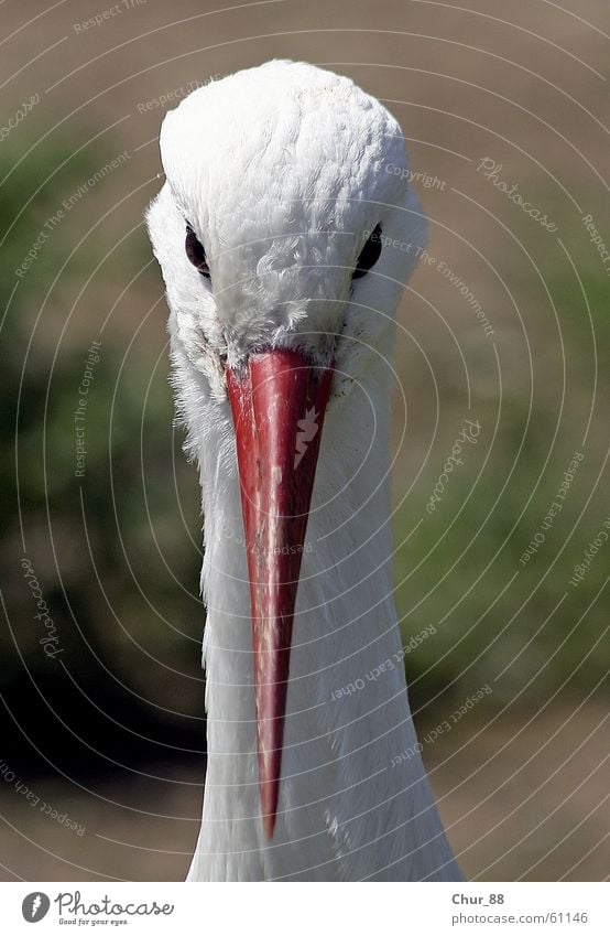 Schau mir in die Augen Kleines Storch Vogel weiß rot Schnabel schwarz Tier