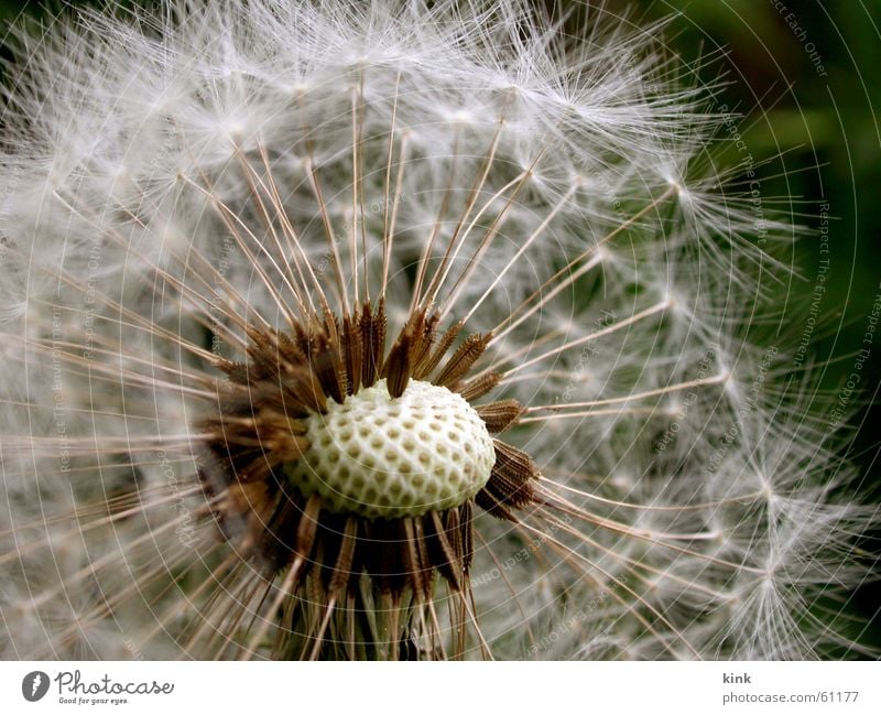 Verblühter Löwenzahn Blume verblüht Samen weiß Wind Natur grün