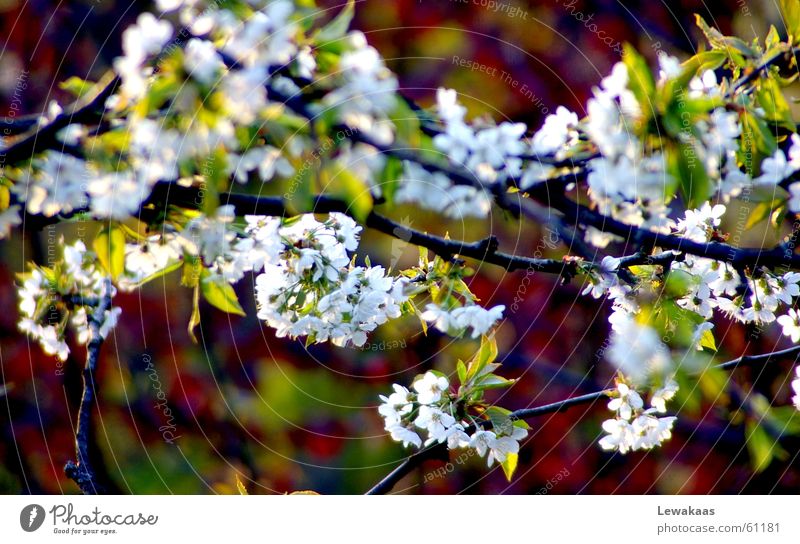 Kirschblüte Blume Licht Frühling Physik Sommer schön mehrfarbig weiß grün Baum Schatten Wärme Graffiti Farbe Natur Frucht