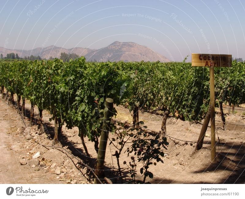 Chilean Wineyards Himmel Wein wineyards grapes sky mountain chilean culture shoted by a sony 828