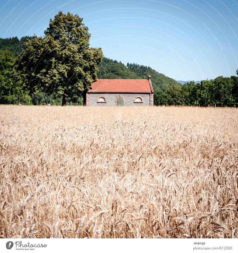 Kornhaus Natur Landschaft Wolkenloser Himmel Horizont Sommer Baum Feld Hügel Kornfeld Hütte Blühend einfach hell schön Wärme Farbfoto Außenaufnahme Menschenleer