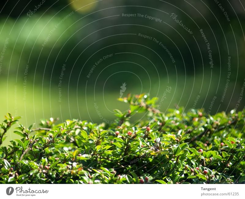 Einfach Grün grün Frühling Sommer Hecke Physik Licht Garten Pflanze Wärme Sonne