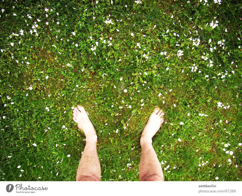 Auf der Wiese stehen Gras Blume rechts links Zehen Barfuß Ferien & Urlaub & Reisen Bauernhof Rasen Fuß beide frei Freiheit seele baumeln zettberlin