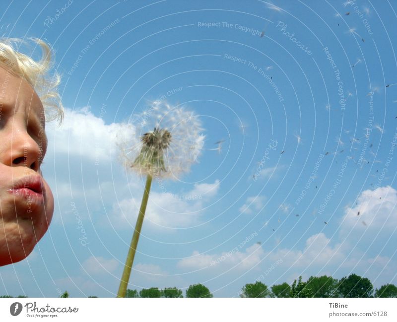 Puste Blume Löwenzahn blasen Wolken Kind Himmel Junge dicke Backen