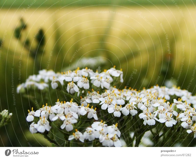 Letztes Jahr war auch schon Sommer grün gelb Wiese Feld Pflanze weiß Ferne Makroaufnahme Kornfeld Getreide Natur