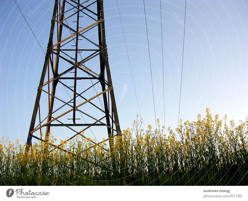 Raps unter Strom Rapsfeld Feld Elektrizität Leitung Strommast Stahl Himmel Kraft Kabel Baugerüst cable sky electricity field