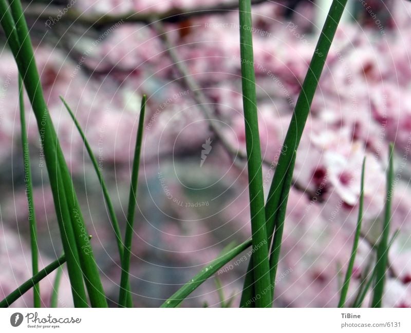 Schnittlauch vor japanischer Kirschblüte Zierkirsche Kirschblüten Kräuter & Gewürze Makroaufnahme grün Detailaufnahme Natur