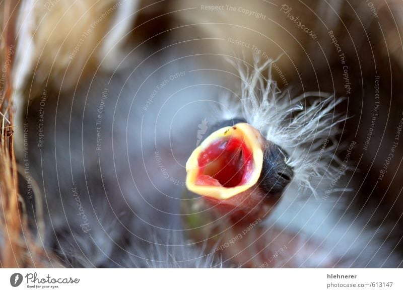 Baby Vogel schön Leben Mund Natur Tier Wald füttern schreien klein neu niedlich wild braun schwarz Appetit & Hunger Sehnsucht Tierwelt heimwärts jung Nest Fauna