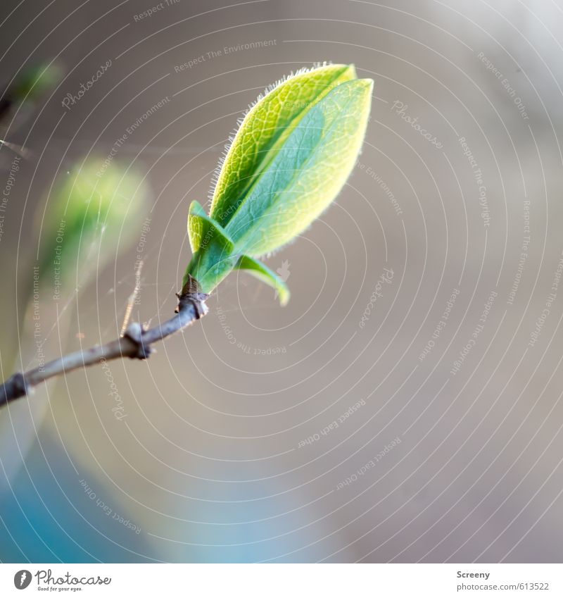 Das erste Grün... Umwelt Natur Frühling Pflanze Blütenknospen Sträucher Wald elegant frisch Glück natürlich positiv grün Gefühle Stimmung Fröhlichkeit