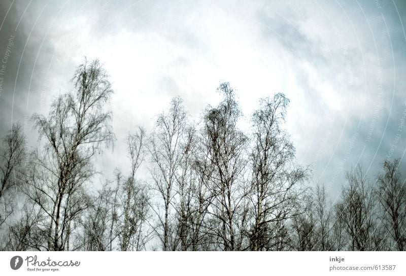 Der Winter wird kommen. Düster, klamm und kalt. Umwelt Natur Urelemente Luft Himmel Wolken Herbst schlechtes Wetter Unwetter Nebel Eis Frost Baum Baumkrone Wald