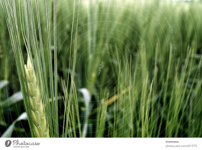 wachsen Feld Frühling Wachstum Getreide Korn Strichhaar Detailaufnahme