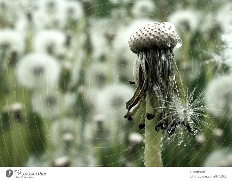 Samenspender Löwenzahn Blüte Frühling Sommer Wiese samenspender