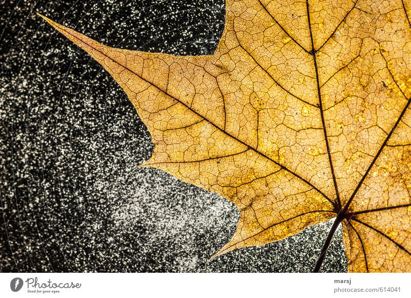 Lebensadern II Natur Herbst Pflanze Blatt Wildpflanze Ahornblatt Blattadern Stengel alt leuchten ästhetisch dünn authentisch eckig einfach fantastisch natürlich