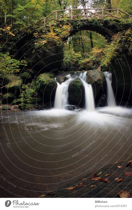 Im Fluss Natur Urelemente Wasser Sommer Pflanze Sträucher Park Wald Felsen Berge u. Gebirge Flussufer Wasserfall Brücke Flüssigkeit grün Leben unbeständig