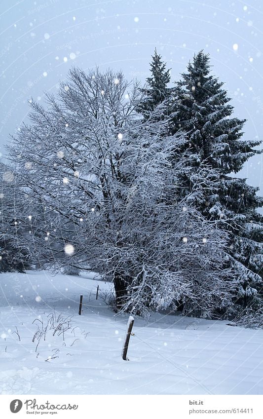 Schneeflöckchen Erholung ruhig Meditation Ferien & Urlaub & Reisen Tourismus Ausflug Feste & Feiern Umwelt Natur Landschaft Pflanze Klima Eis Frost Schneefall