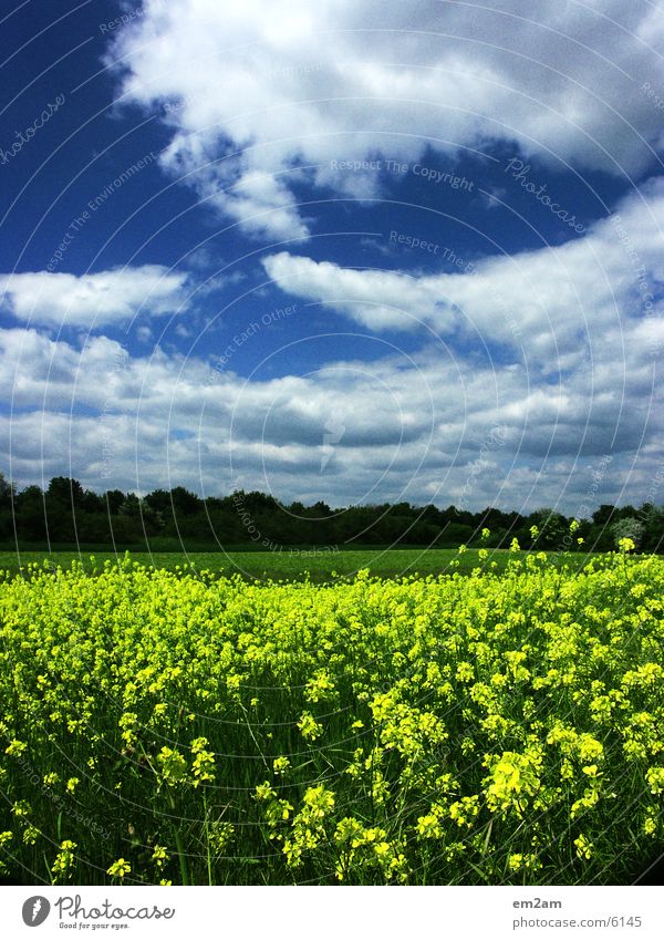 GELB gelb Wolken Blume Wald Kontrast