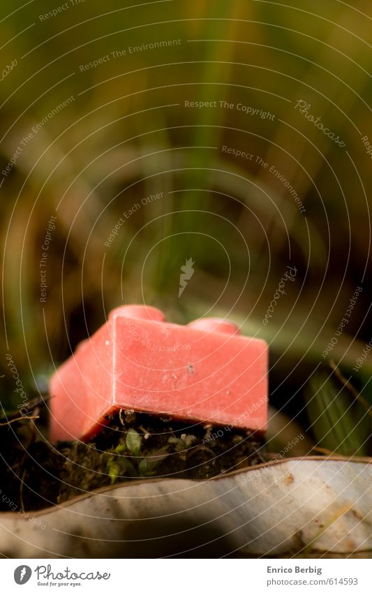 lego-beetle in the wild. Kindererziehung Kindergarten Kleinkind Mädchen Junge Natur Landschaft Erde Spielzeug Kunststoff bauen berühren Denken alt Bekanntheit