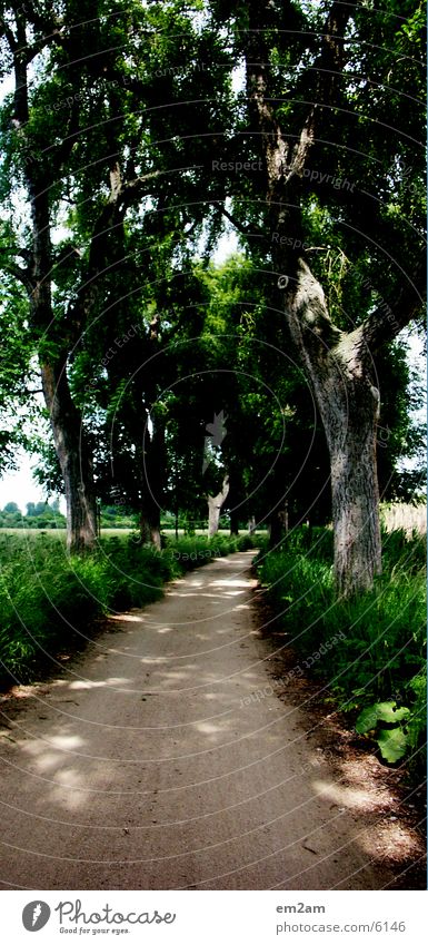 SOMMERSONNENALLEE Allee Blatt sommer baum Schatten licht weg sanf