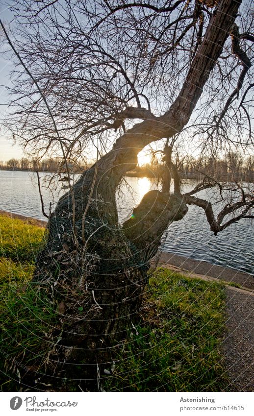 doppelter Baum Umwelt Natur Landschaft Pflanze Wasser Himmel Wolkenloser Himmel Sonne Sonnenaufgang Sonnenuntergang Sonnenlicht Wetter Schönes Wetter Gras Park