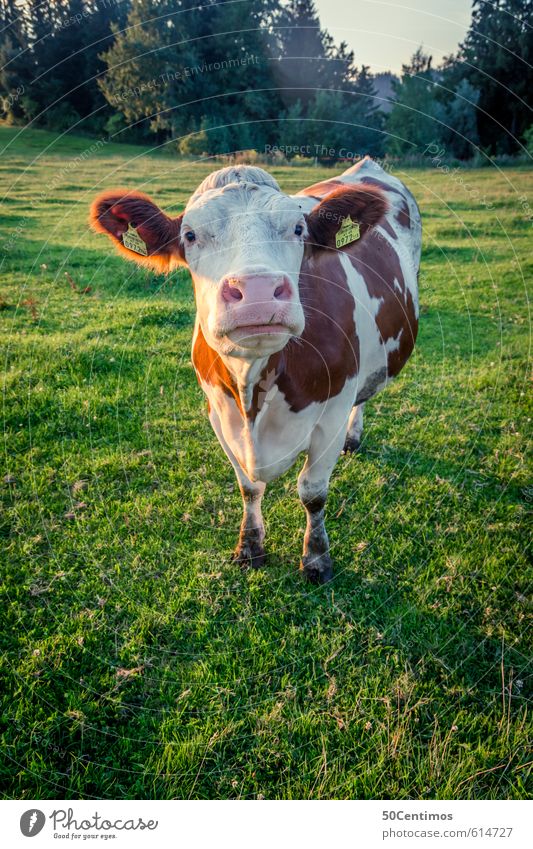 eine österreichische Kuh Milch Gesundheit Ferien & Urlaub & Reisen Tourismus Sommer Umwelt Natur Landschaft Pflanze Wiese Wald Tier Nutztier 1 füttern Blick