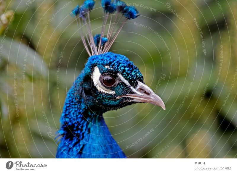 Schau mir in die Augen Pfau Schnabel grün braun weiß Feder nah Tier krumm gekrümmt blau Kamm Makroaufnahme Nase Hals