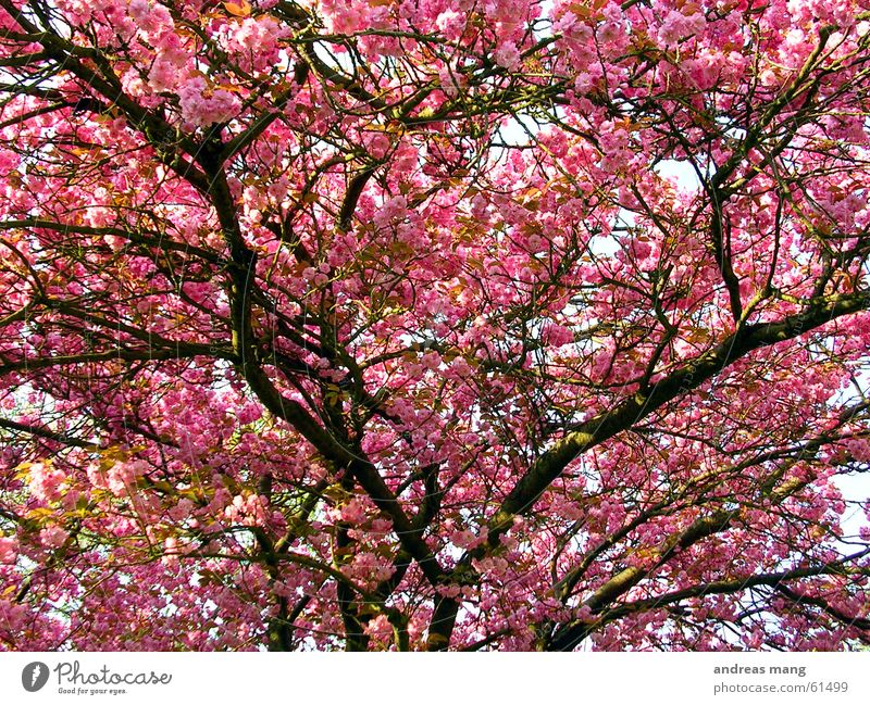 Rosa Blätter Blatt rosa Baum Frühling schön Ast Zweig Blühend tree branch leafs