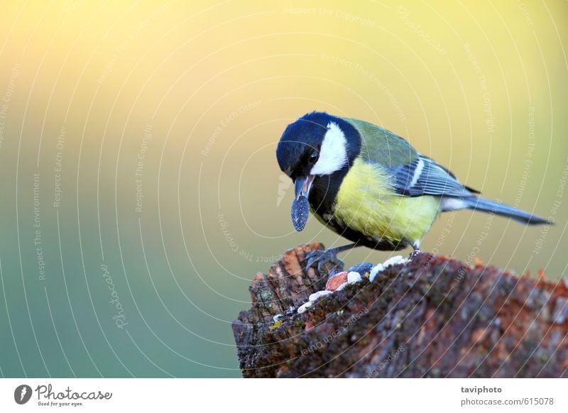 Kohlmeise mit Samen im Schnabel Lebensmittel Essen schön Winter Garten Natur Landschaft Tier Park Wald Vogel beobachten füttern sitzen klein natürlich niedlich