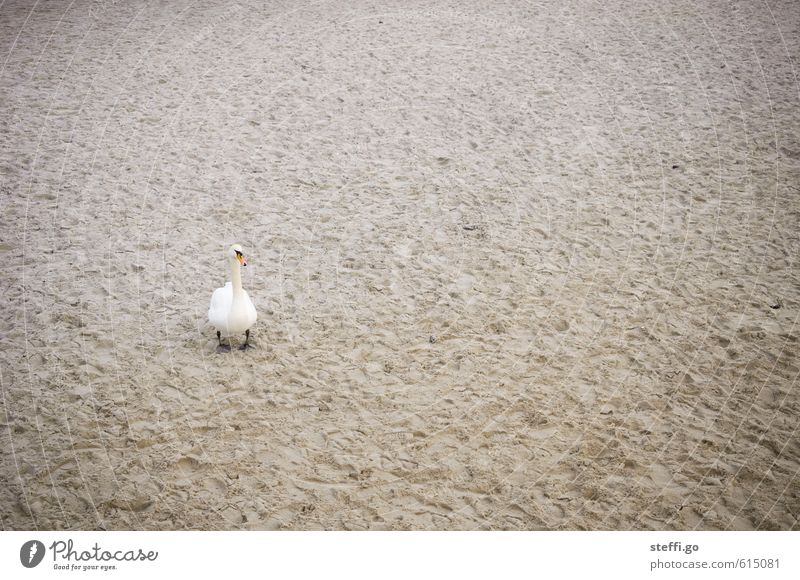 Strandaufsicht Sand Küste Bucht Fjord Nordsee Ostsee Wildtier Vogel Schwan 1 Tier beobachten Aggression bedrohlich rebellisch schön Wachsamkeit Sehnsucht