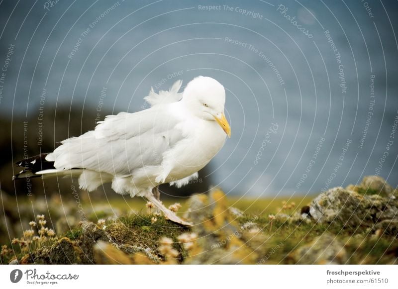 goodbye blue sky Möwe Möwenvögel Vogel Meer See Klippe Küste Wind Tier Hebriden Schottland möve bird ocean clifs windy animal hebrides