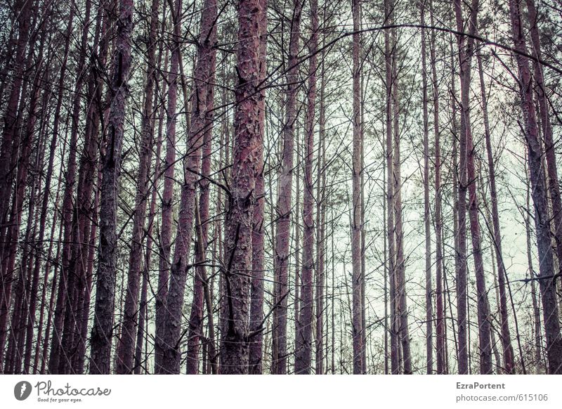 Holzwirtschaft Umwelt Natur Pflanze Himmel Sonne Frühling Sommer Herbst Winter Klima Baum Wald Linie braun viele Nutzholz Baumstamm Kiefer gerade fällen