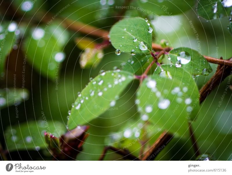 °happiness and sorrow° Umwelt Natur Pflanze Wasser Frühling Regen Sträucher Grünpflanze festhalten glänzend Wassertropfen rund Ast Blatt hydrophob klein viele