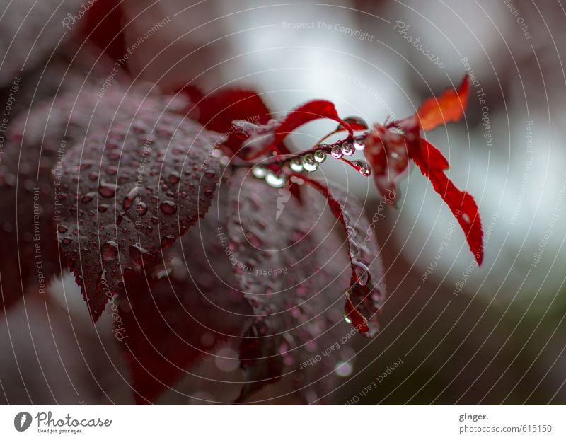 ich werd dich nie vergessen. Umwelt Natur Pflanze Herbst Klima Wetter Regen Blatt dunkel blau braun grau rot nass frisch fokussieren Außenaufnahme Nahaufnahme