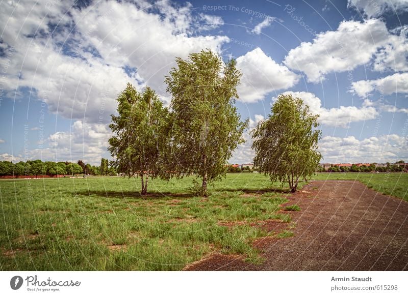 Drei Birken auf dem Tempelhofer Feld, Berlin Sommer Natur Landschaft Himmel Wolken Schönes Wetter Wind Baum Park Wiese Stadt Menschenleer Sehenswürdigkeit