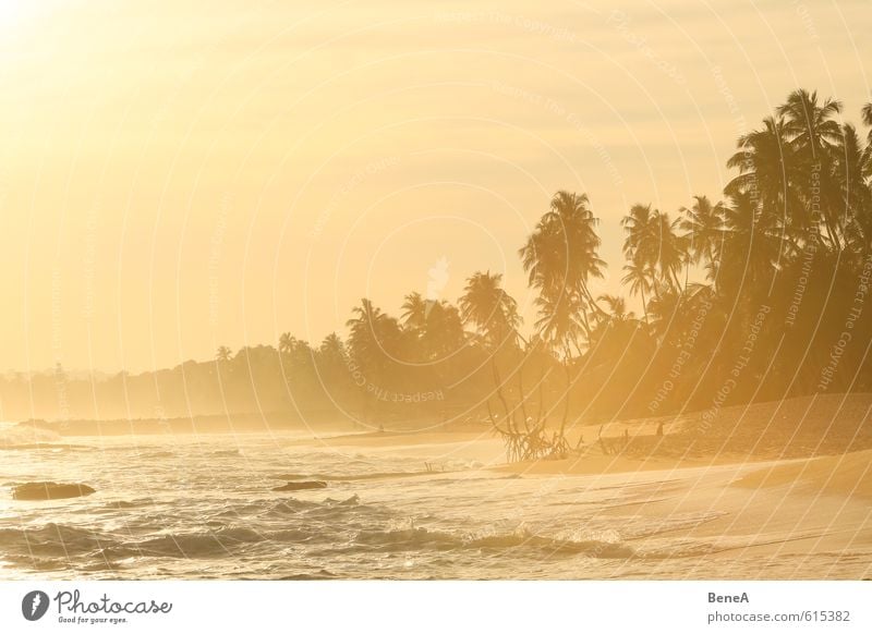 Strand Schwimmen & Baden Ferien & Urlaub & Reisen Tourismus Ferne Freiheit Sommer Sommerurlaub Sonne Meer Wellen Sand Wasser Schönes Wetter Baum exotisch Palme