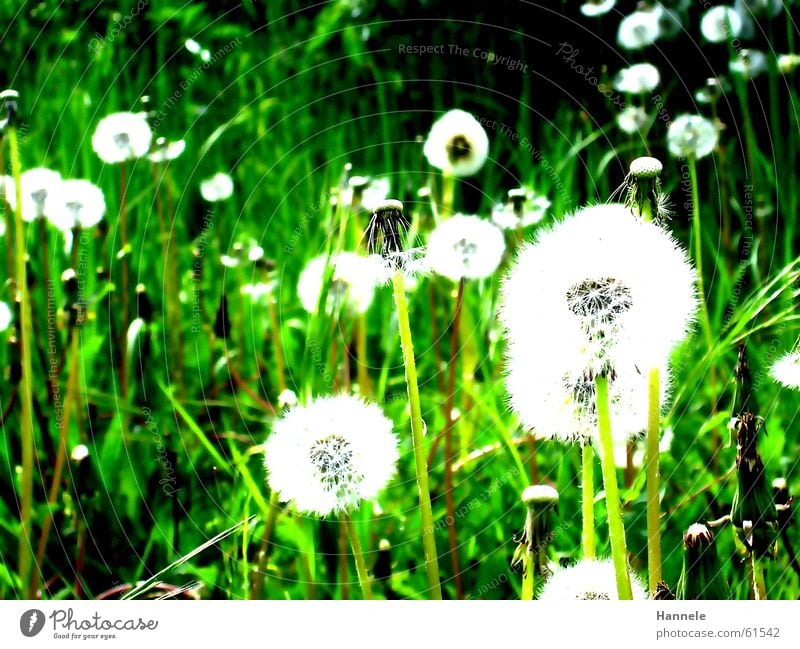 einmal pusten,bitte grün Wiese Löwenzahn Blume Gras Frühling Sommer weiß leicht Leichtigkeit Luft Garten Rasen Natur flower Kontrast